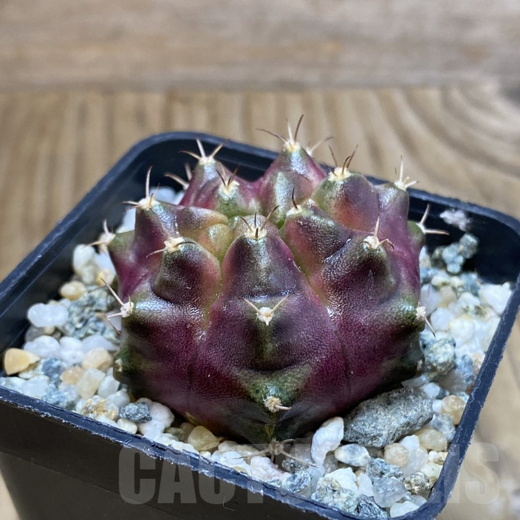 SH10622 Gymnocalycium mihanovichii ‘Purple Nebula’ - Image 2