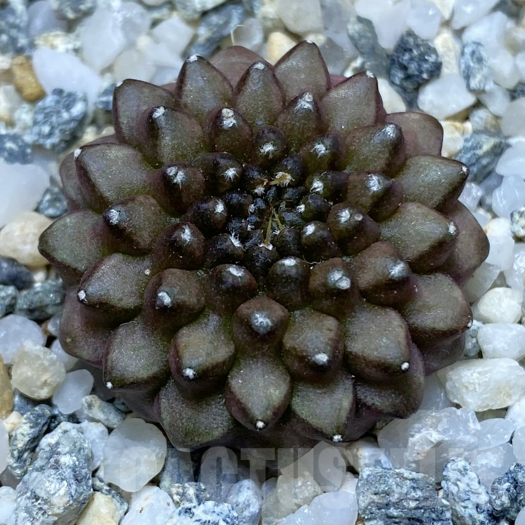 SH10623 Gymnocalycium mihanovichii ‘inermis’
