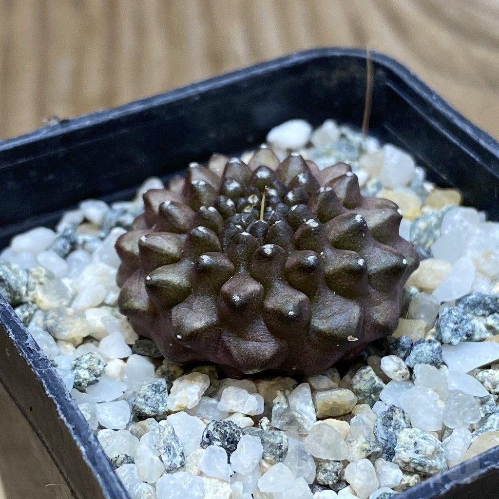 SH10623 Gymnocalycium mihanovichii ‘inermis’ - Image 2