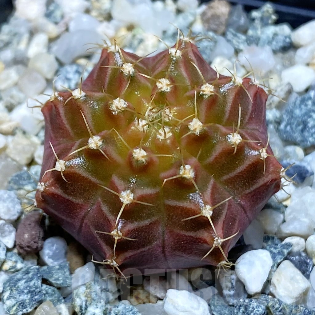 SH10624 Gymnocalycium mihanovichii 'Neon Brown', seedling