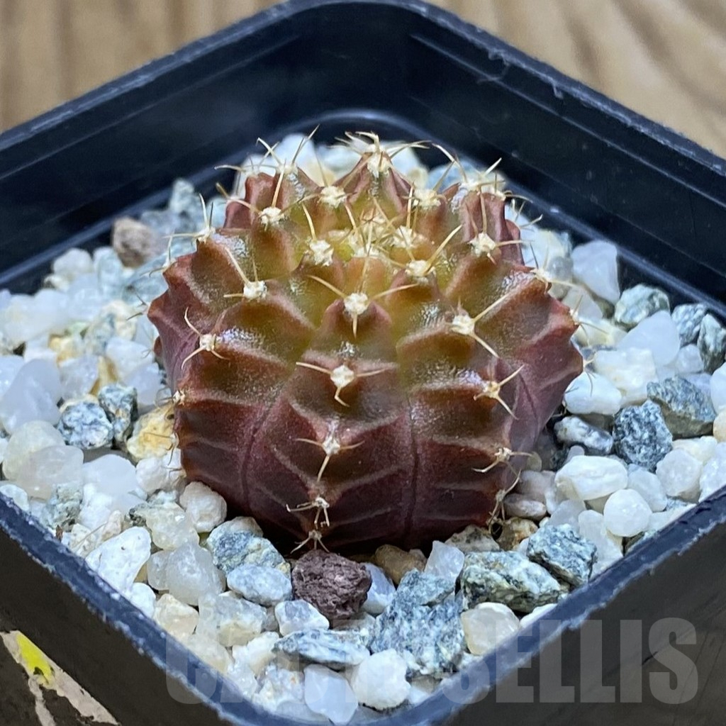 SH10624 Gymnocalycium mihanovichii 'Neon Brown', seedling - Obrázek 2
