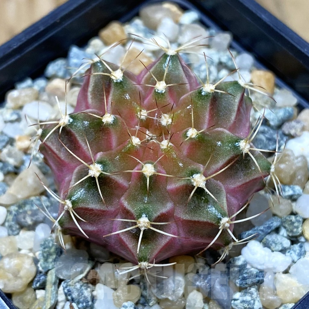 SH10626 Gymnocalycium mihanovichii ‘Neon Pink’, seedling