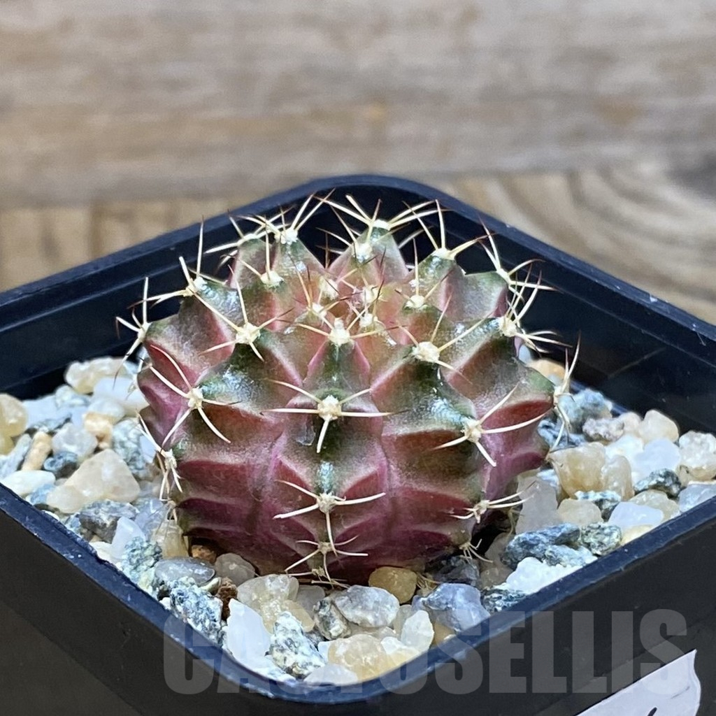 SH10626 Gymnocalycium mihanovichii ‘Neon Pink’, seedling - immagine 2