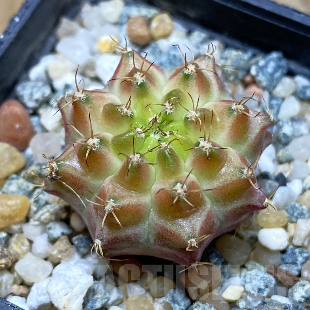 SH10627 Gymnocalycium mihanovichii 'Neon Brown', seedling