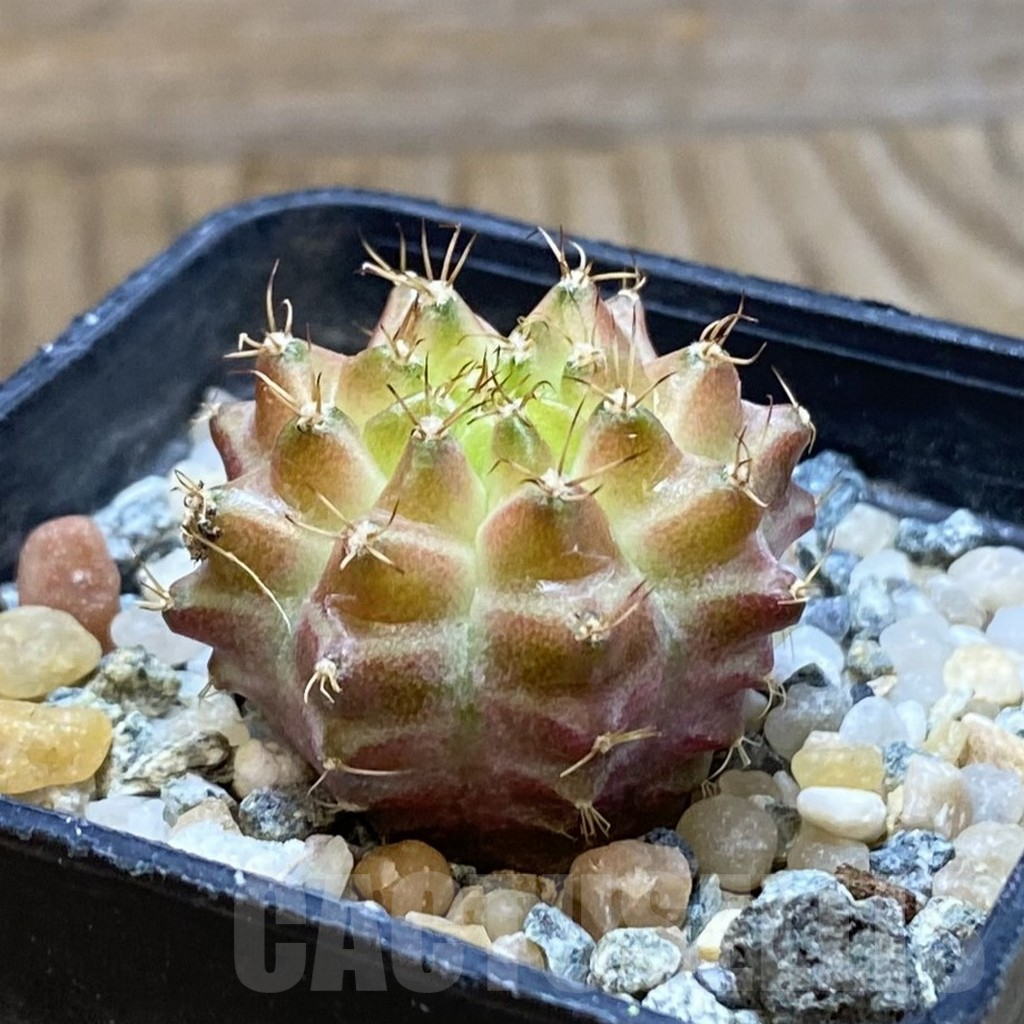 SH10627 Gymnocalycium mihanovichii 'Neon Brown', seedling - Obrázek 2