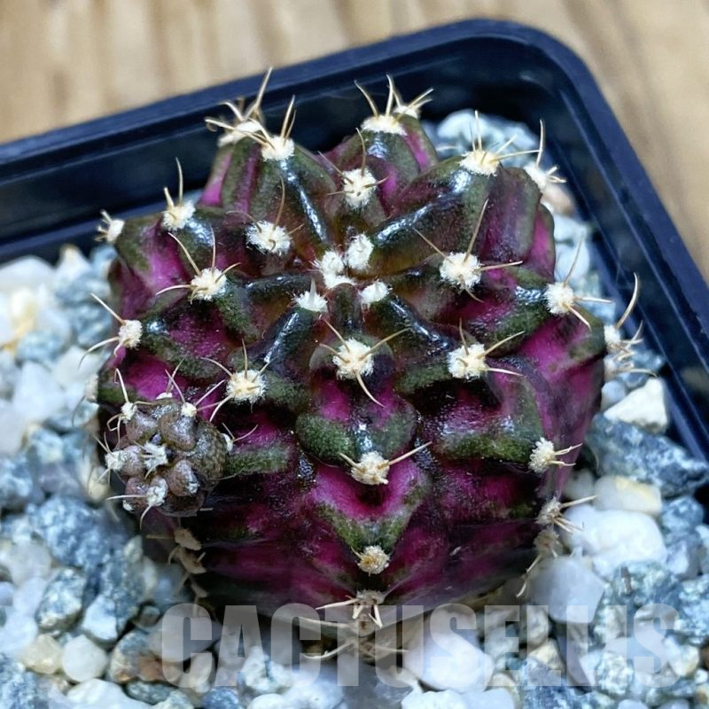 SH10630 Gymnocalycium mihanovichii 'T-Lux', seedling