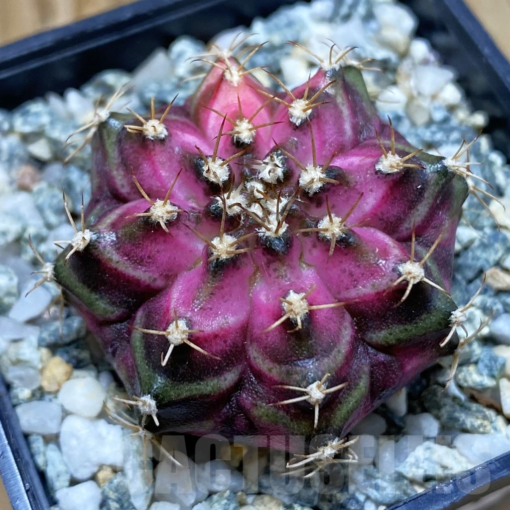 SH10631 Gymnocalycium mihanovichii 'T-Lux', seedling