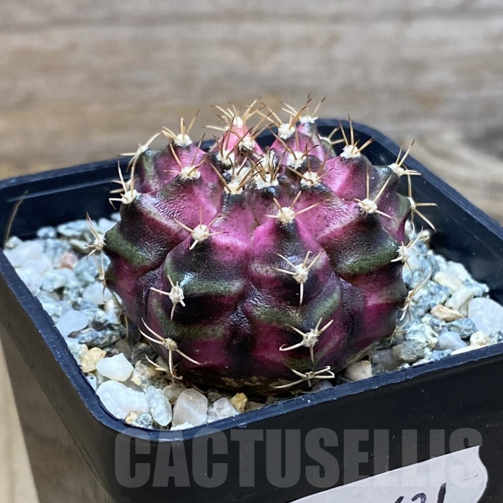SH10631 Gymnocalycium mihanovichii 'T-Lux', seedling - Obrázek 2