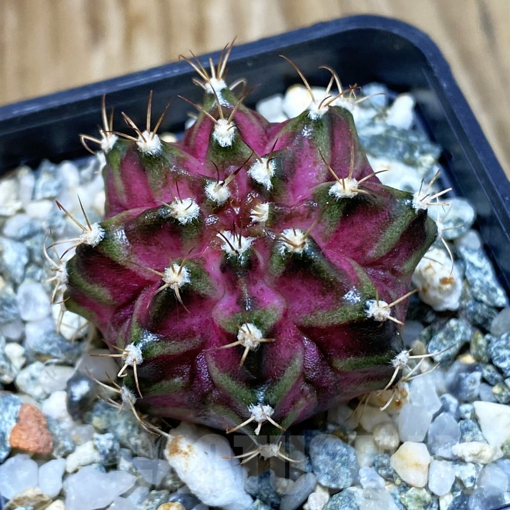 SH10632 Gymnocalycium mihanovichii 'T-Lux', seedling