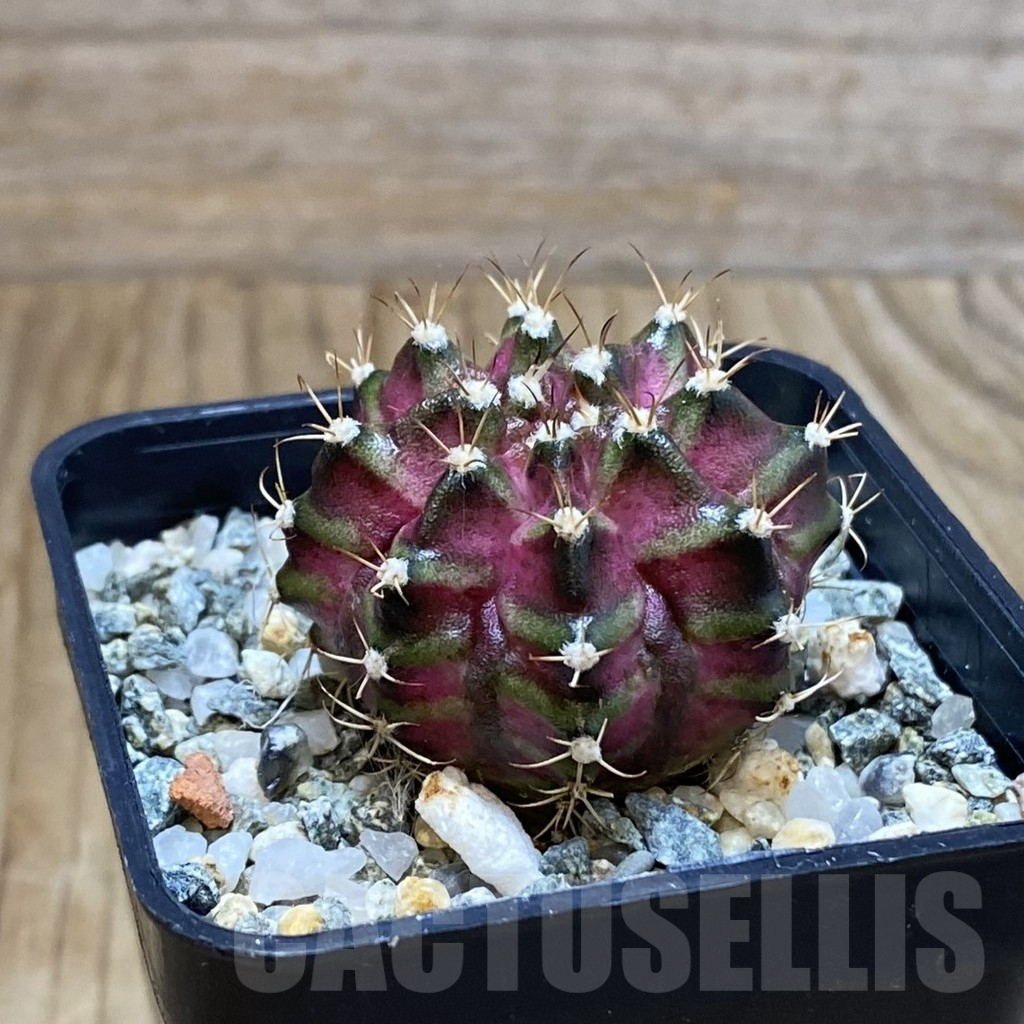 SH10632 Gymnocalycium mihanovichii 'T-Lux', seedling - Image 2