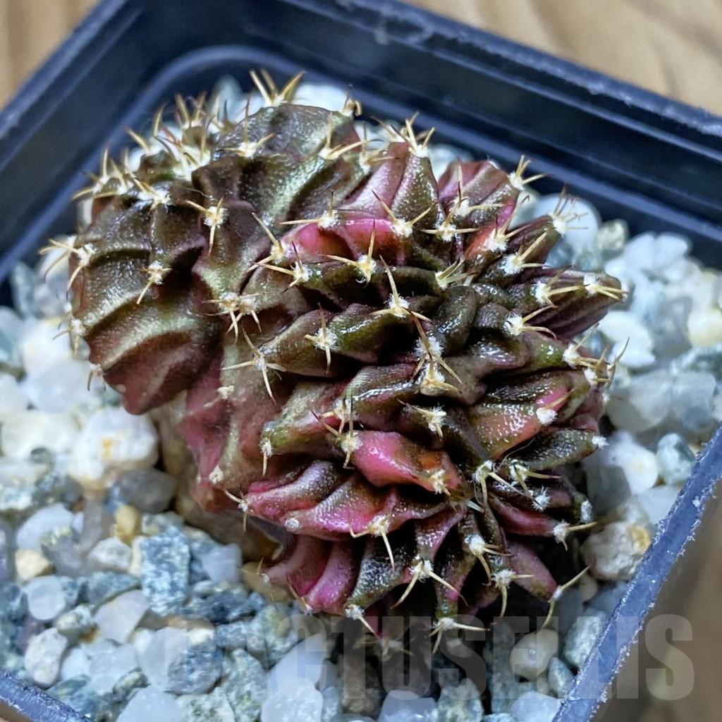 SH10633 Gymnocalycium mihanovichii variegata f. cristata