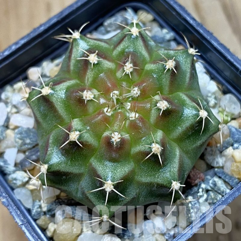 SH10750 Gymnocalycium mihanovichii 'Neon Green', seedling