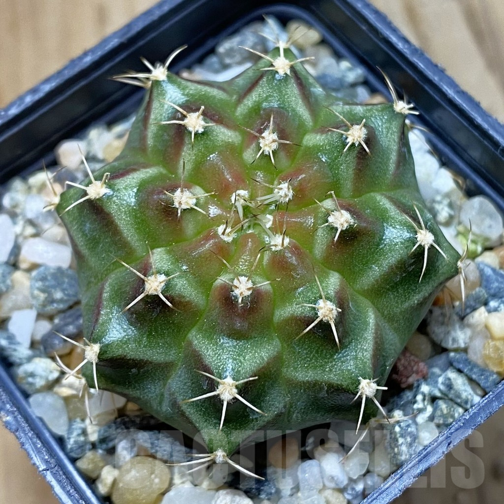 SH10750 Gymnocalycium mihanovichii 'Neon Green', seedling