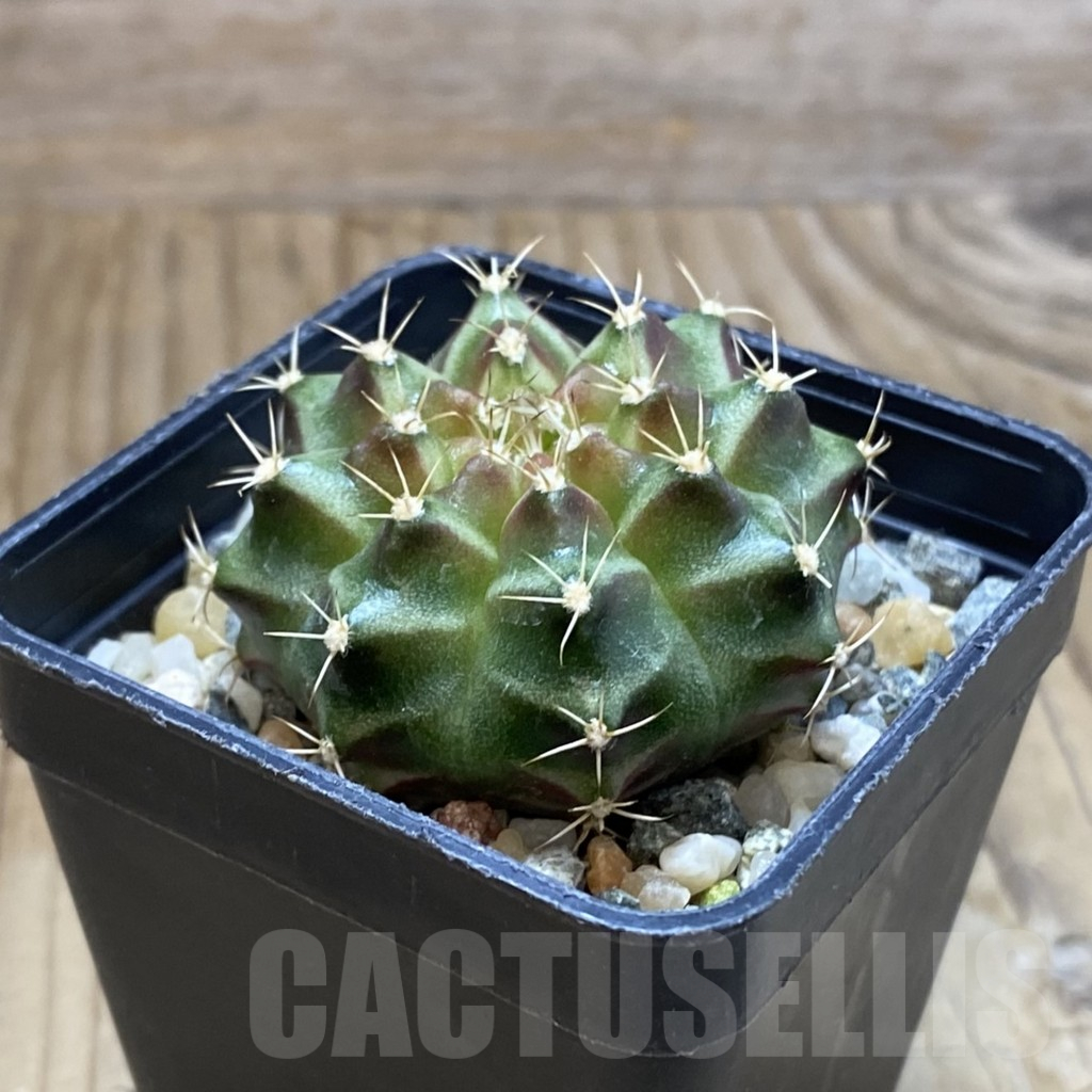 SH10750 Gymnocalycium mihanovichii 'Neon Green', seedling - Image 2