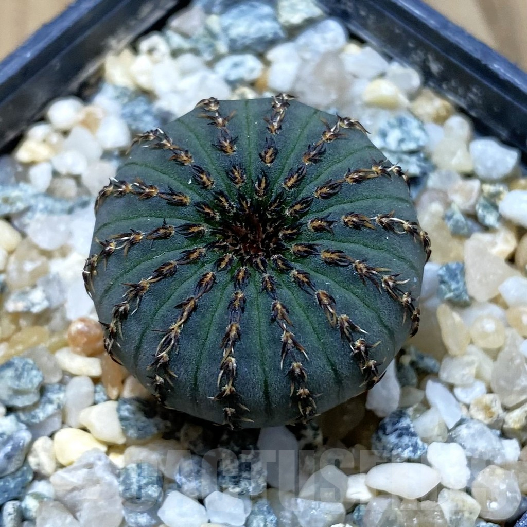 SH10753 Frailea asterioides