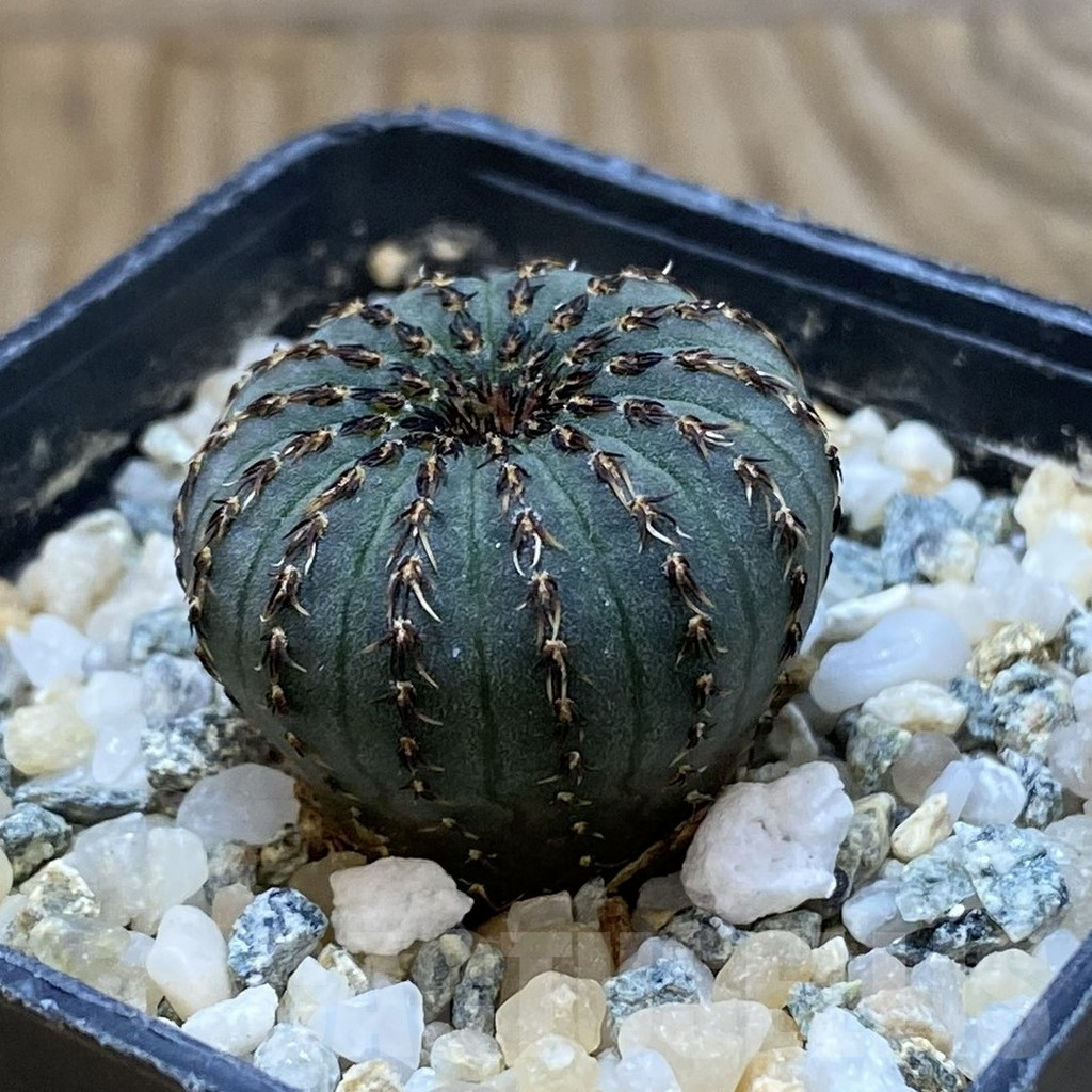 SH10753 Frailea asterioides - Image 2