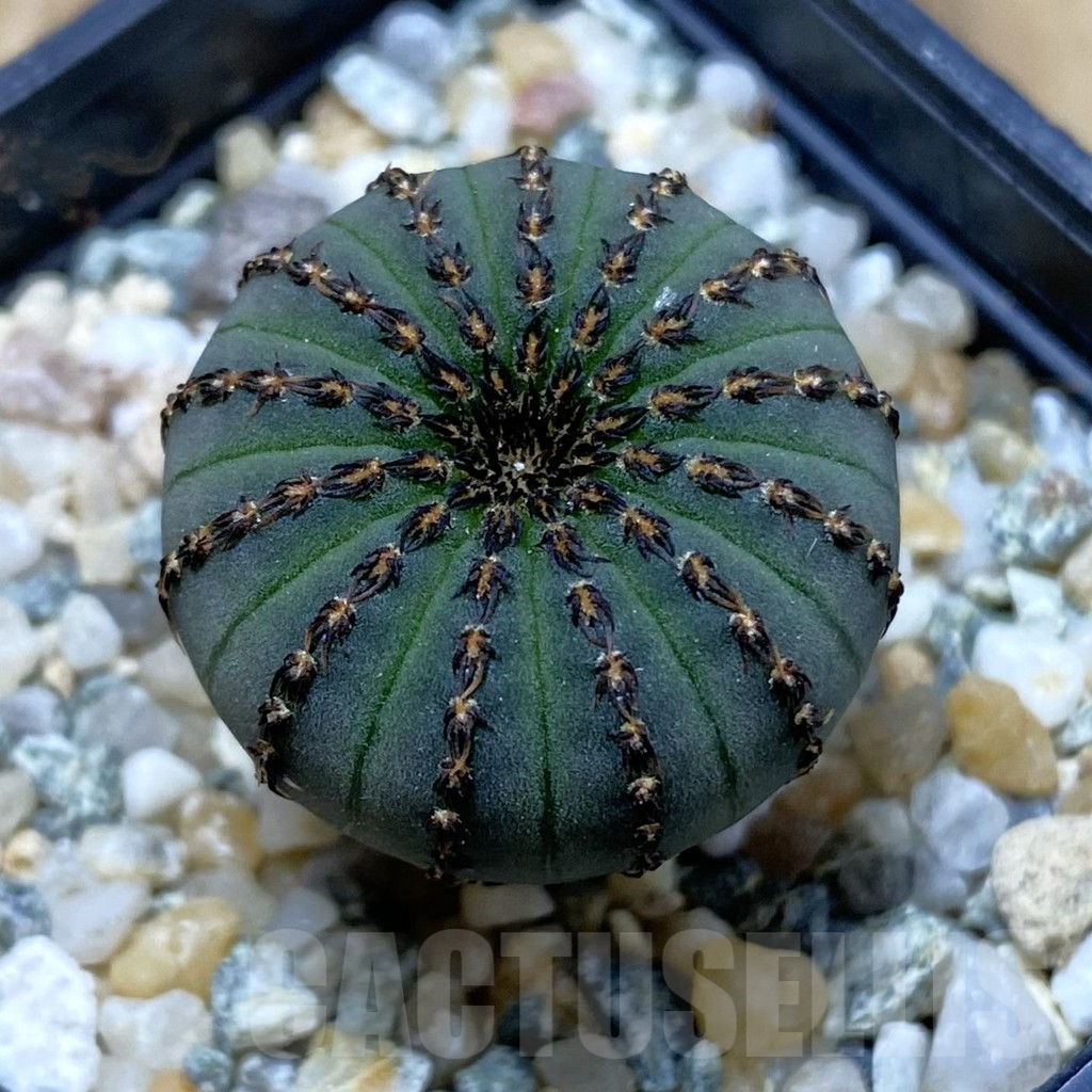 SH10754 Frailea asterioides