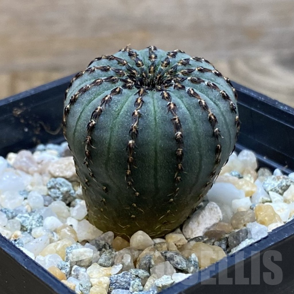 SH10754 Frailea asterioides - immagine 2