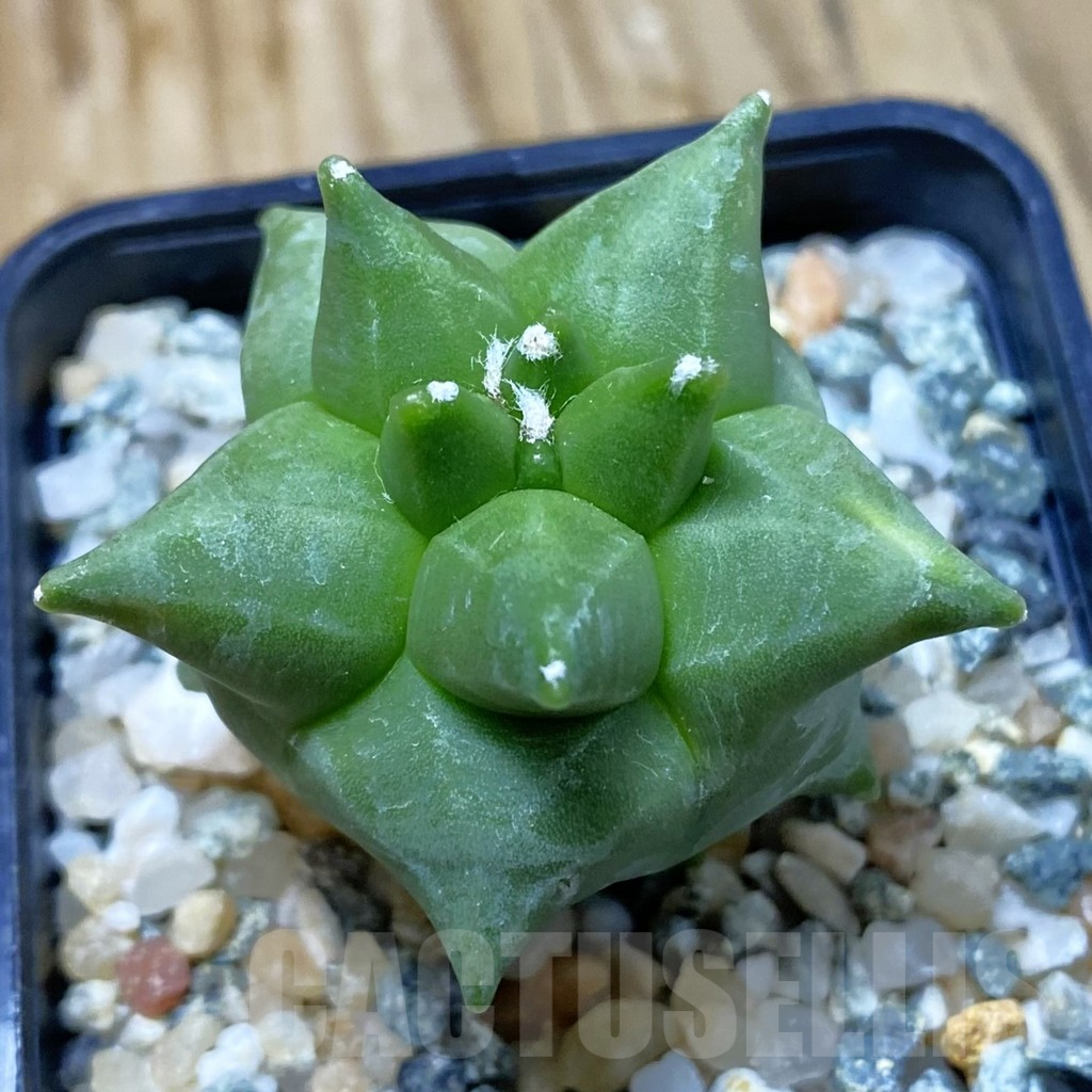 SH10757 Astrophytum myriostigma ‘Kikko’