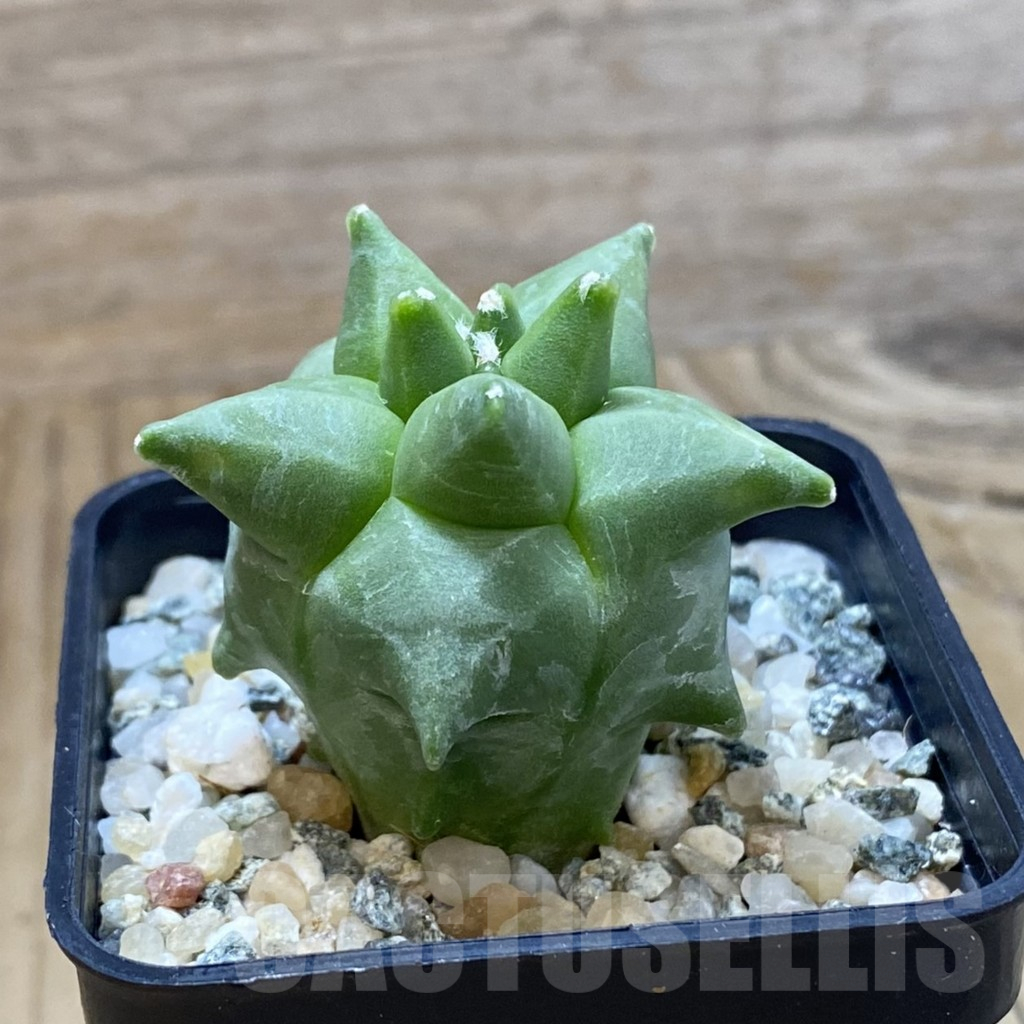 SH10757 Astrophytum myriostigma ‘Kikko’ - Imagen 2