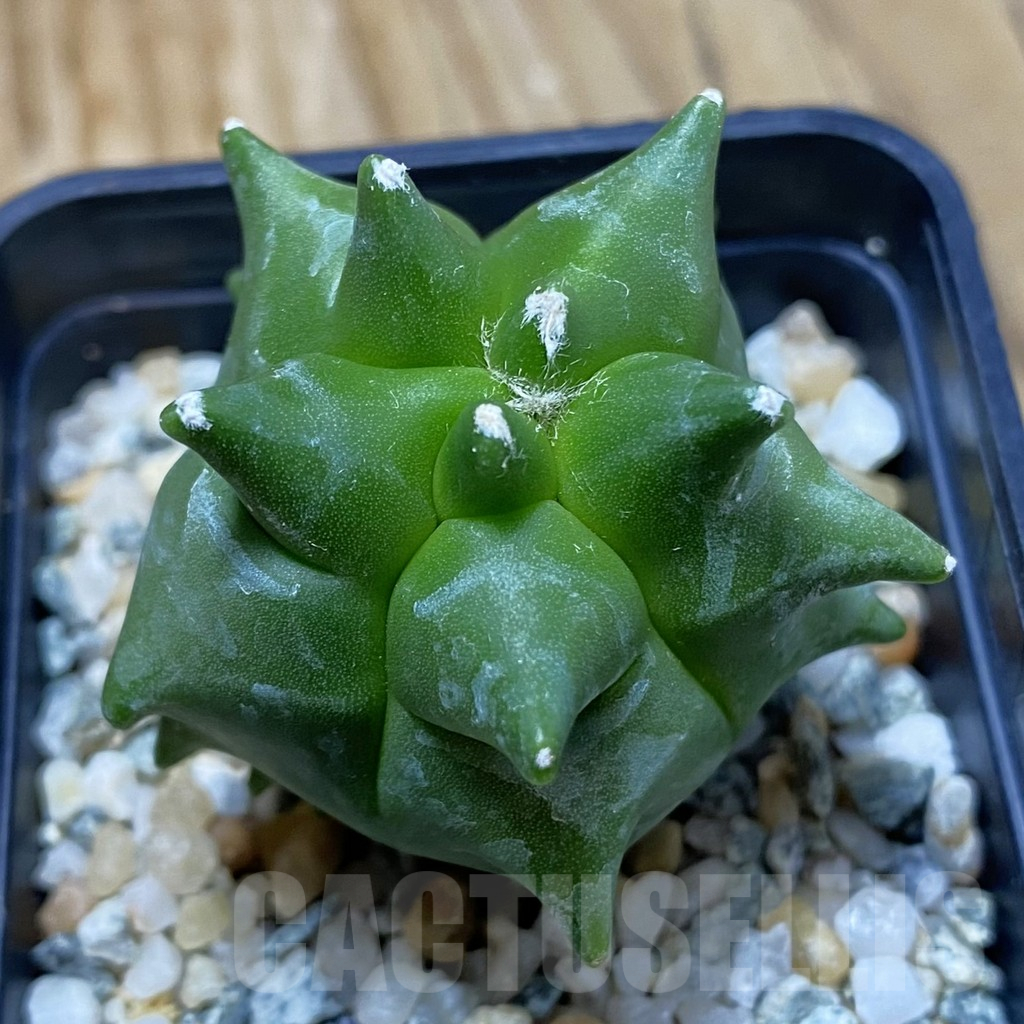 SH10758 Astrophytum myriostigma ‘Kikko’