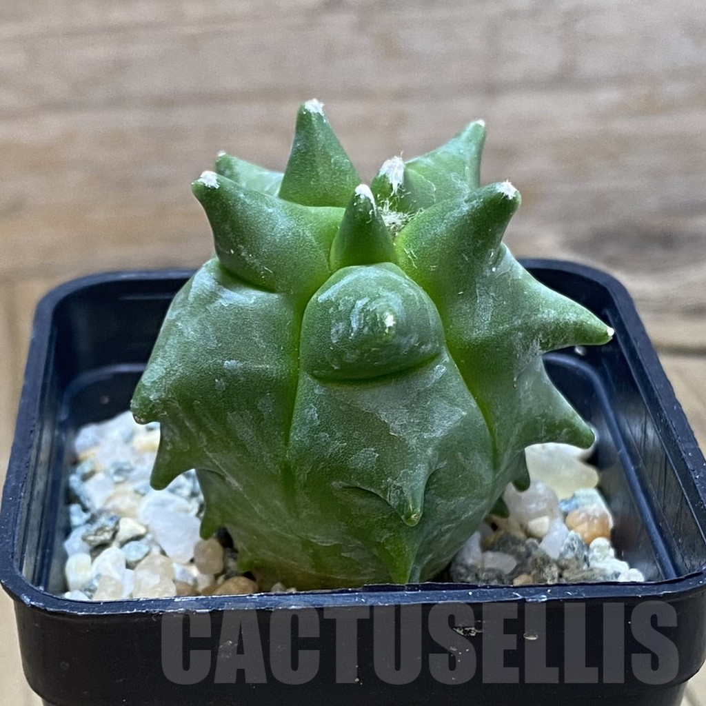 SH10758 Astrophytum myriostigma ‘Kikko’ - Image 2