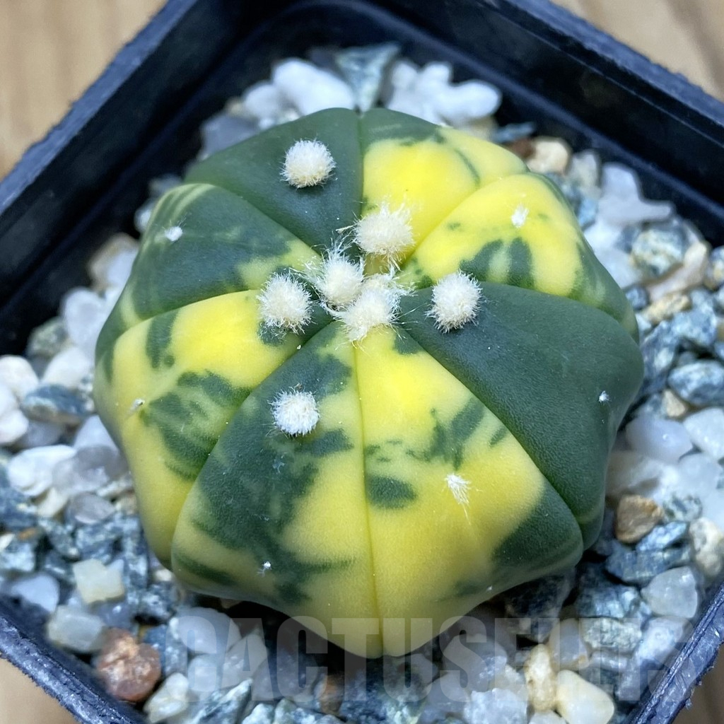 SH10759 Astrophytum asterias ‘Star Shape’ f. variegata
