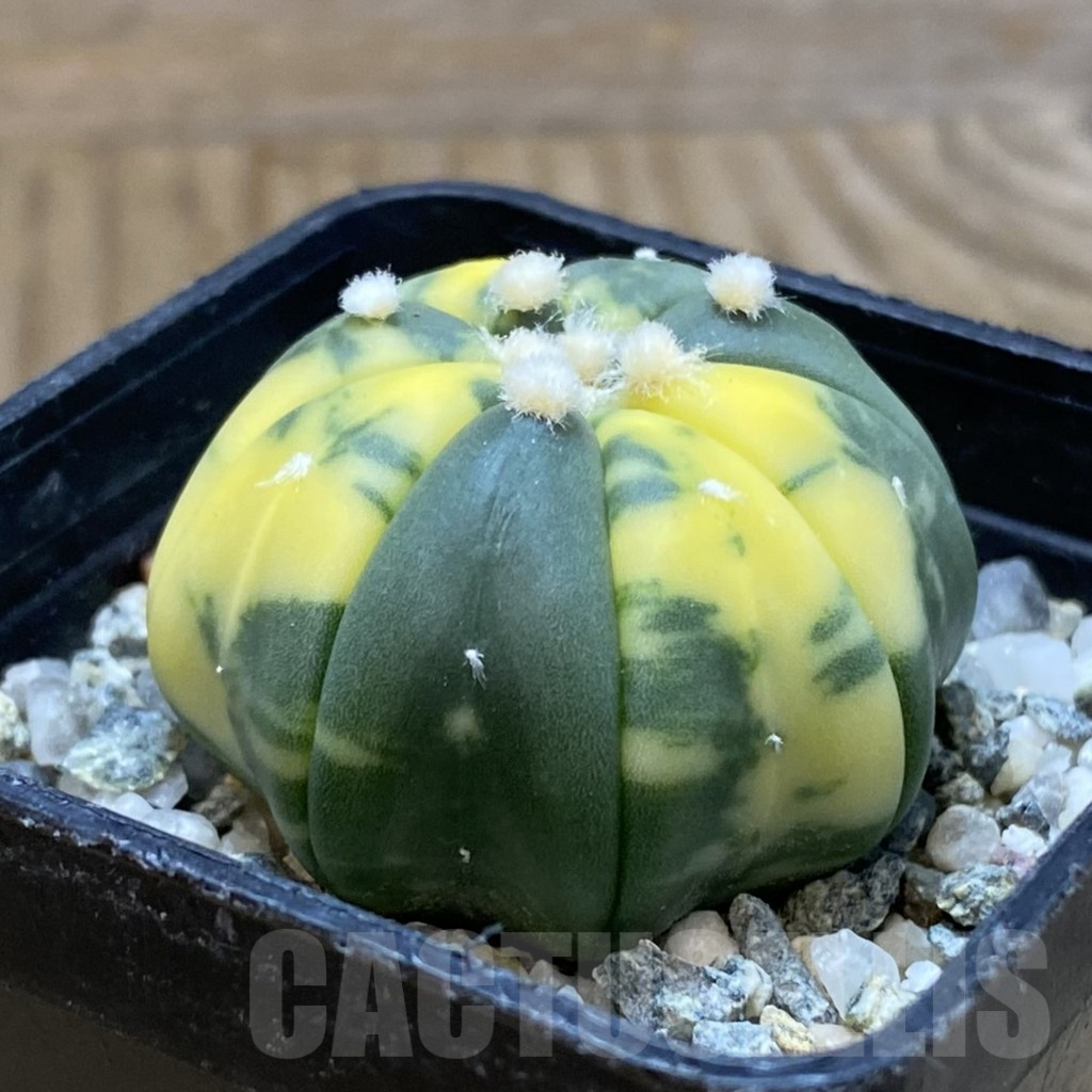 SH10759 Astrophytum asterias ‘Star Shape’ f. variegata - Image 2