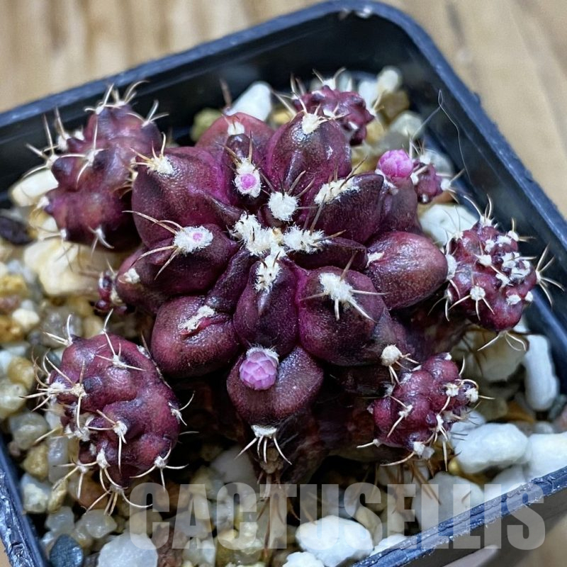 SH10763 Gymnocalycium mihanovichii 'T-Rex' hybrid, seedling