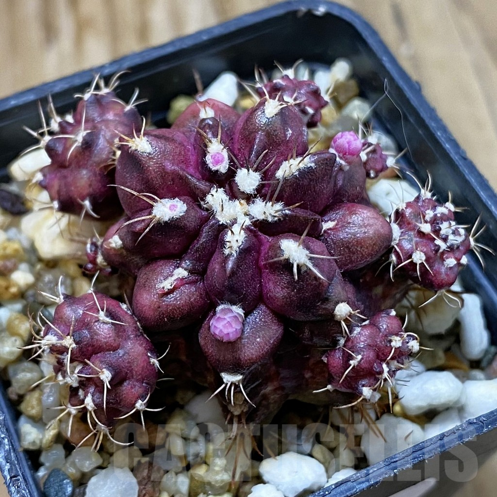 SH10763 Gymnocalycium mihanovichii 'T-Rex' hybrid, seedling