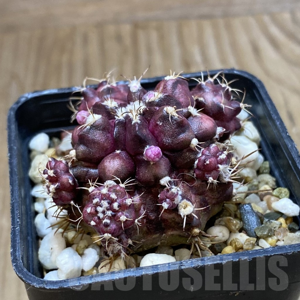 SH10763 Gymnocalycium mihanovichii 'T-Rex' hybrid, seedling - Image 2