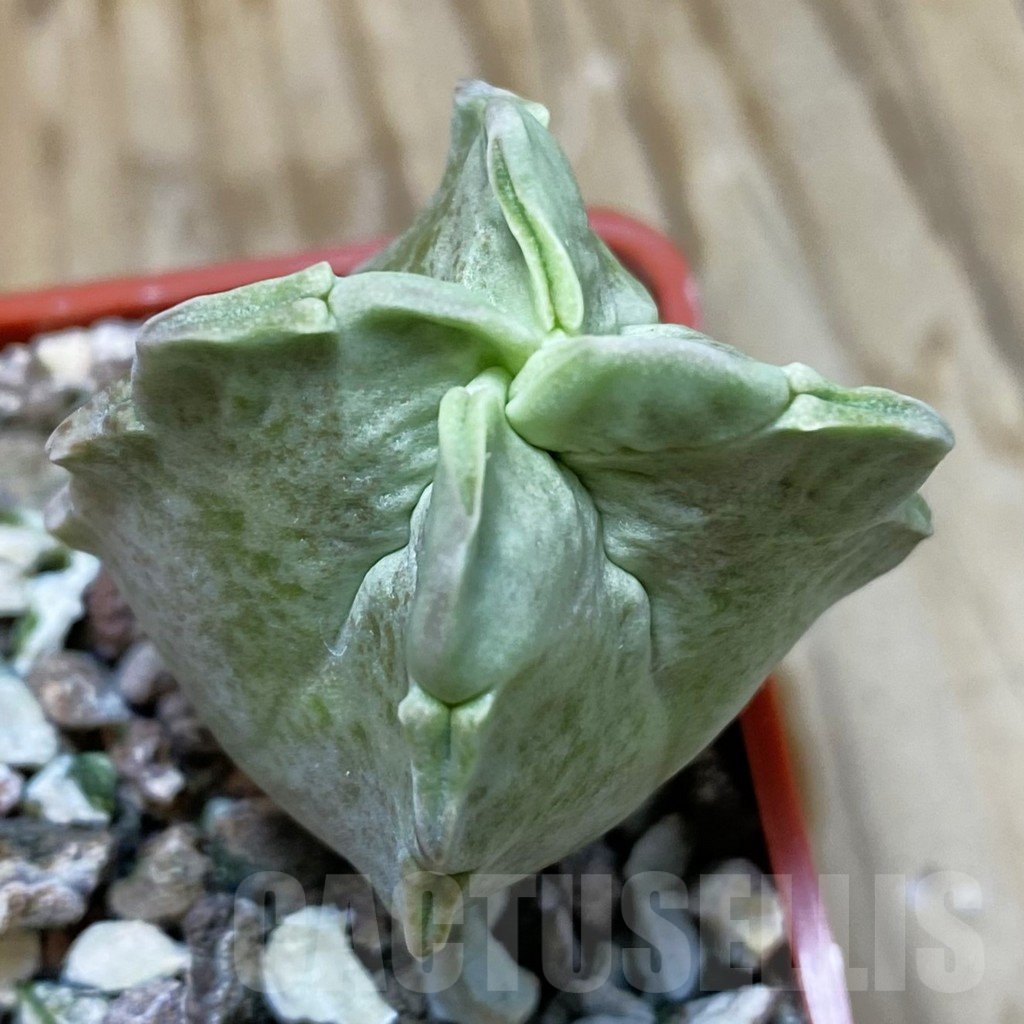 SH10764 Whitesloanea crassa