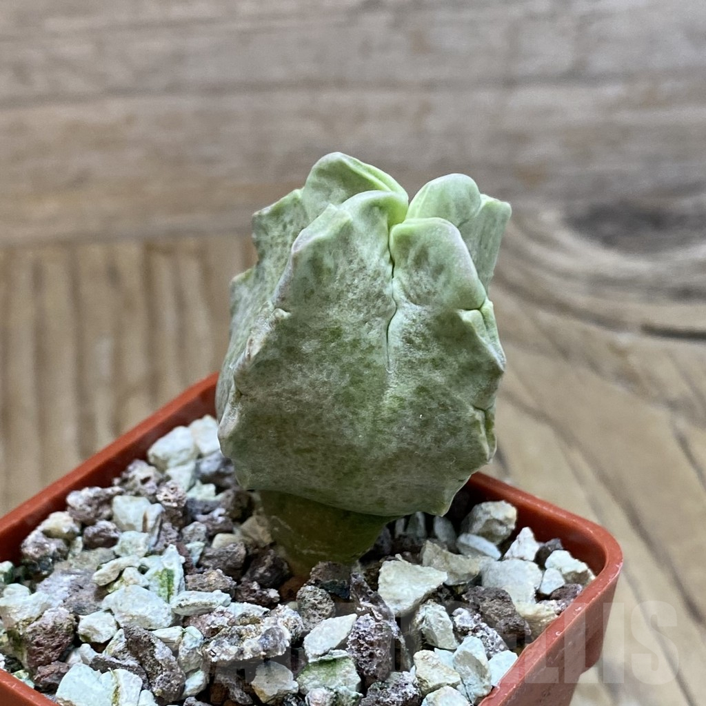 SH10764 Whitesloanea crassa - Image 2