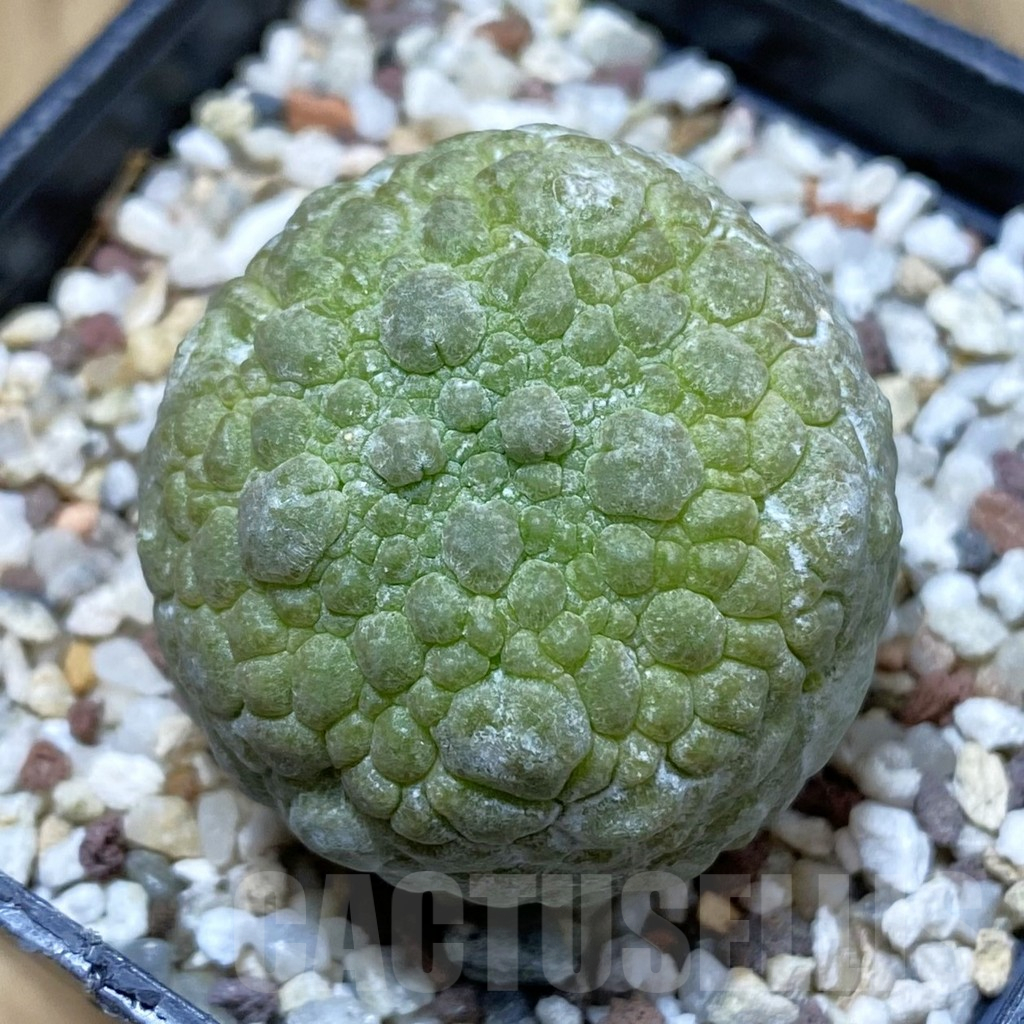 SH10766 Pseudolithos migiurtinus