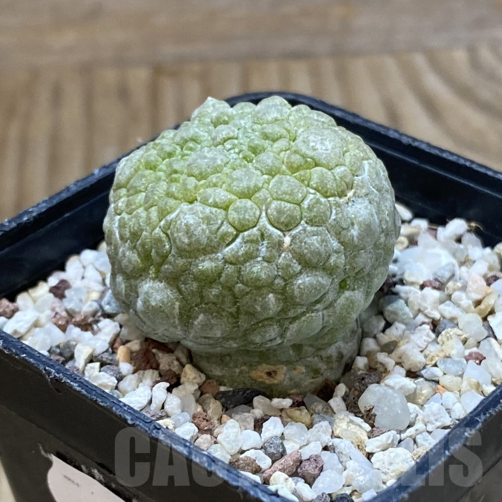 SH10766 Pseudolithos migiurtinus - Image 2
