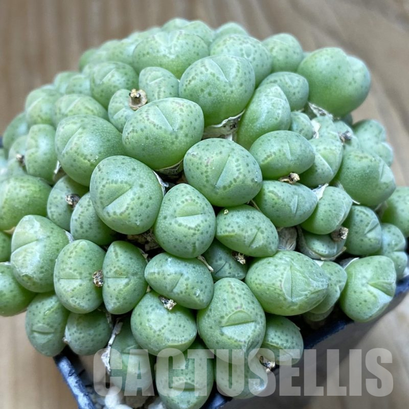 SH10772 Conophytum klinghardtense ISI 1135