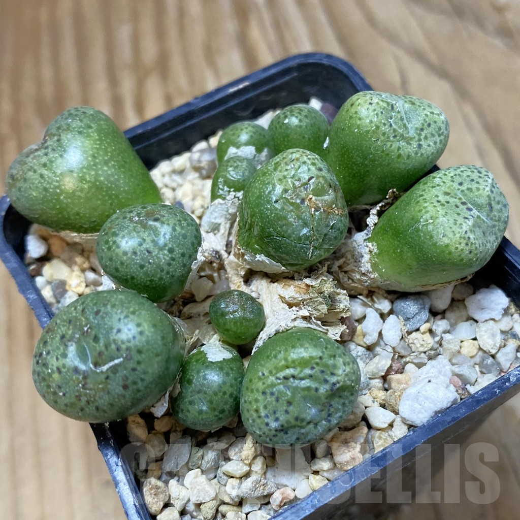 SH10773 Conophytum marginatum SB 632