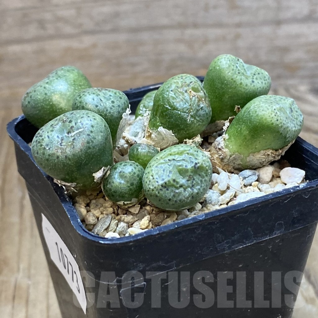 SH10773 Conophytum marginatum SB 632 - immagine 2