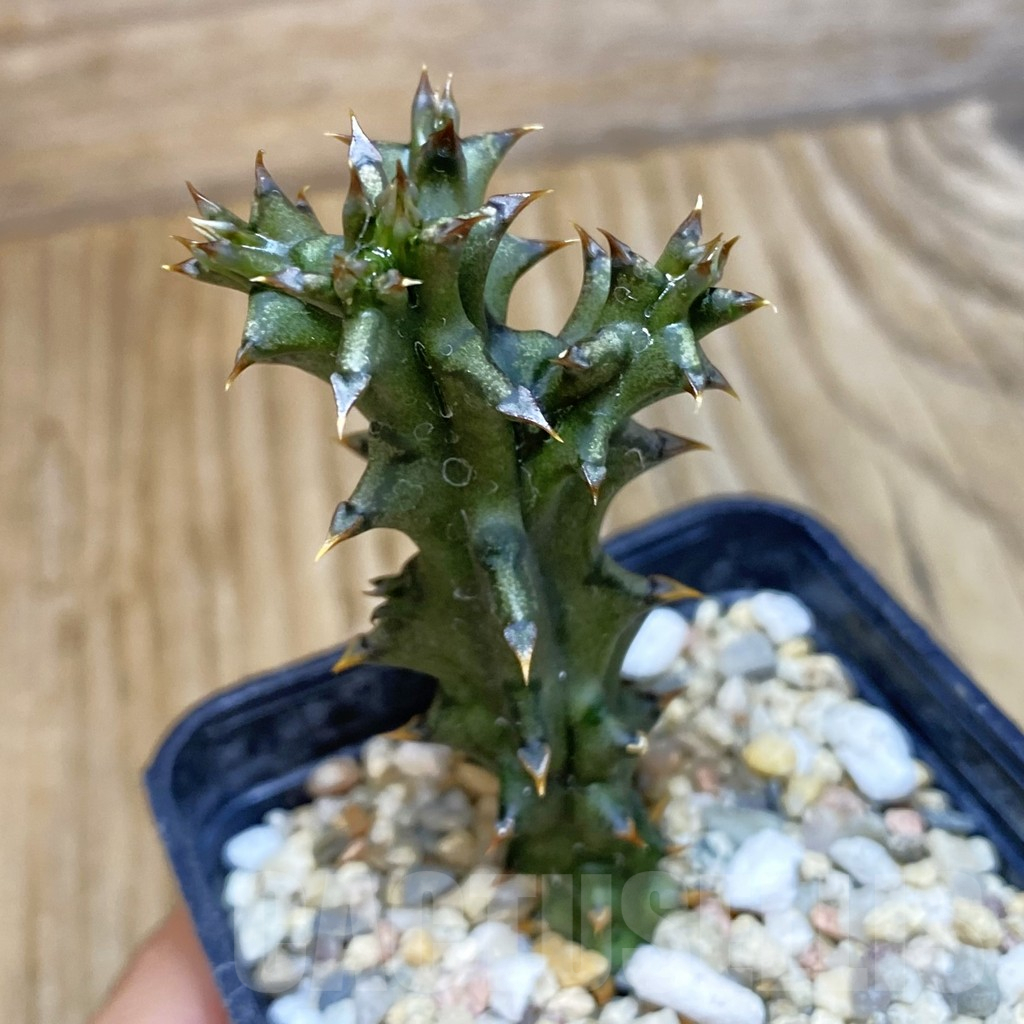 SH10775 Edithcolea grandis