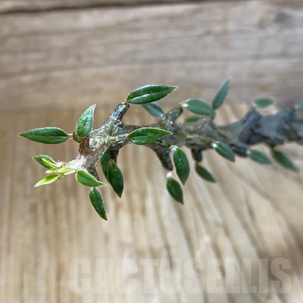 SH10776 Ceropegia bosseri