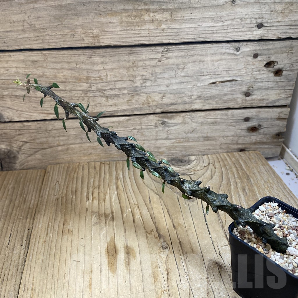 SH10776 Ceropegia bosseri - Image 2