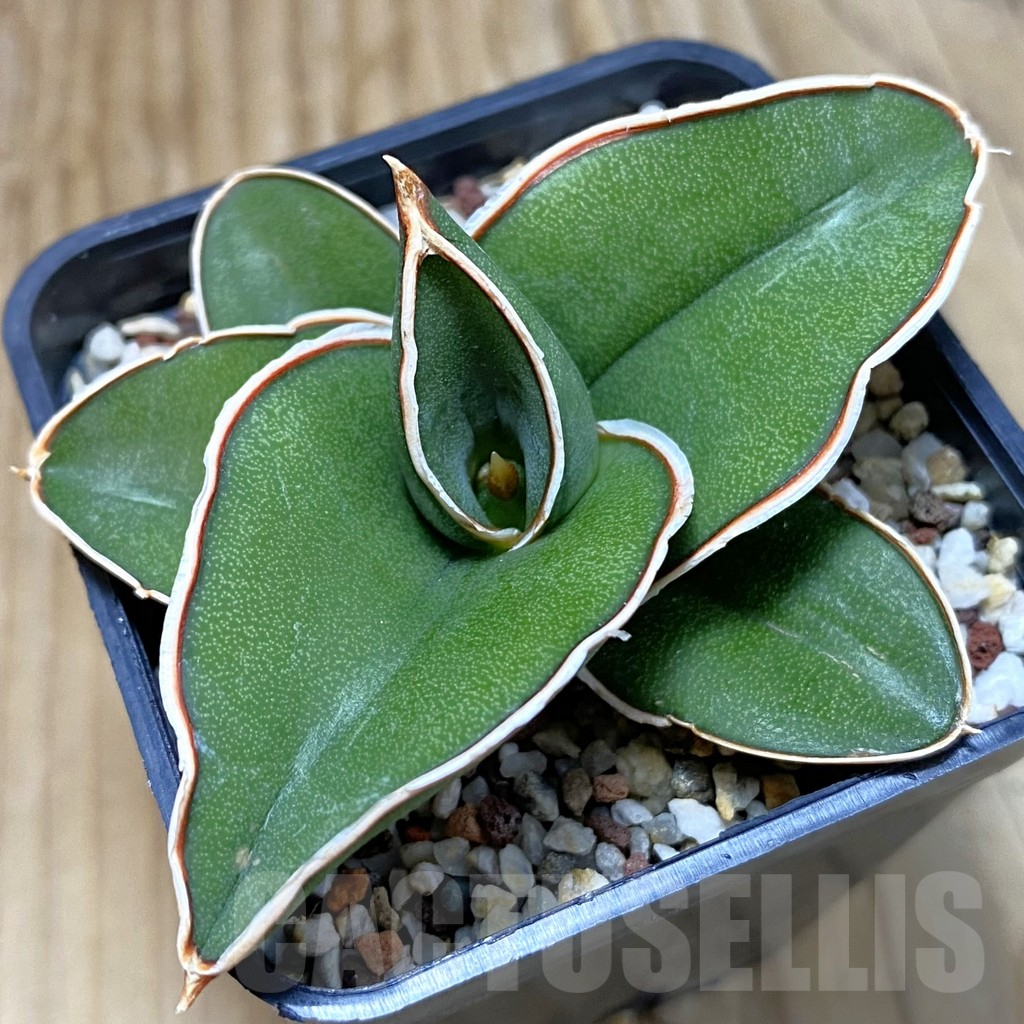 SH10777 Sansevieria 'Samurai'