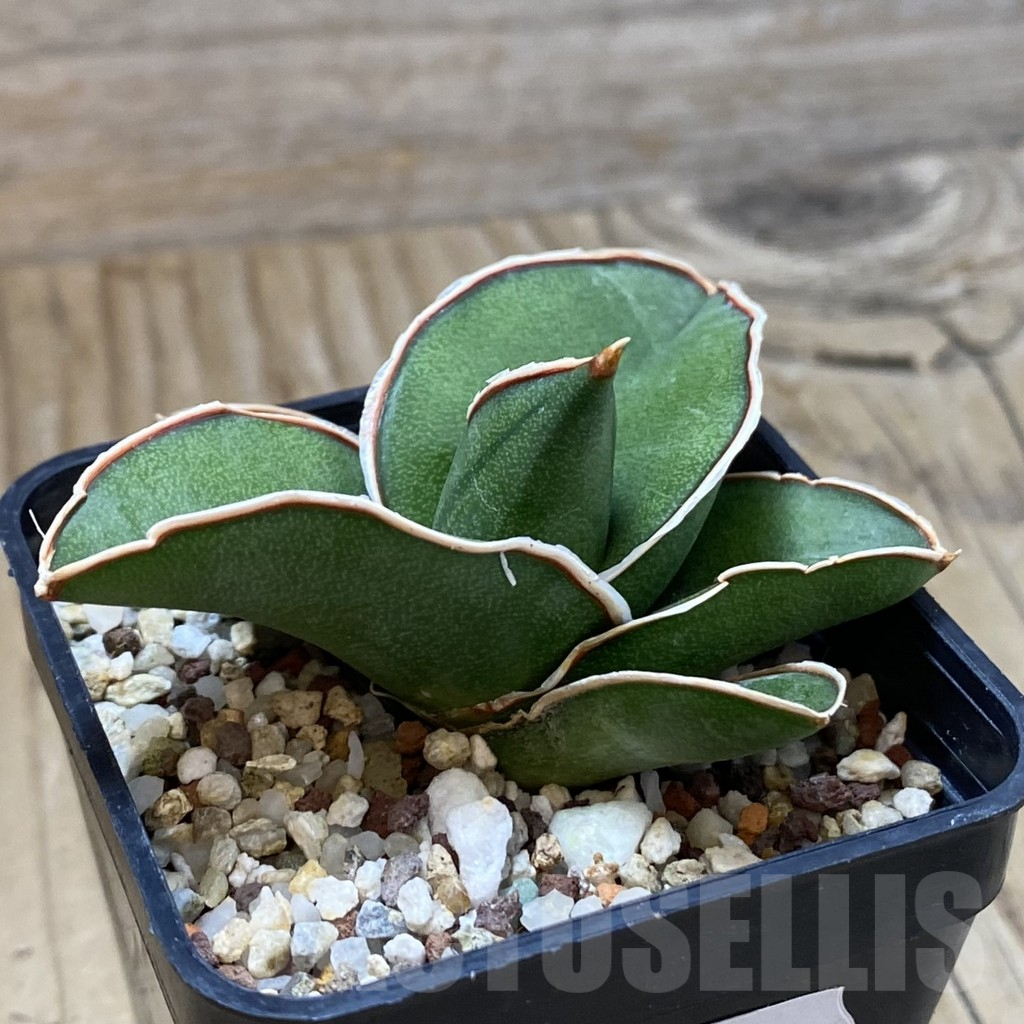 SH10777 Sansevieria 'Samurai' - Image 2