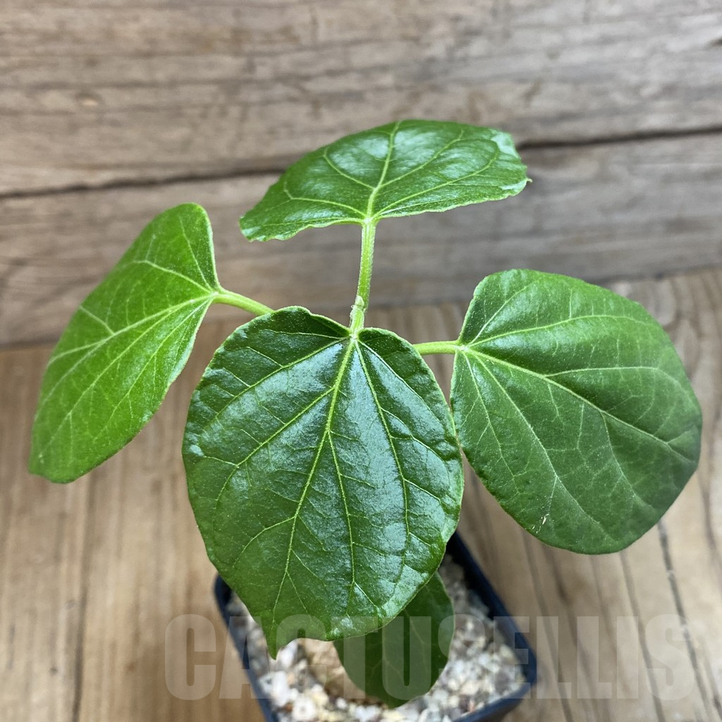 SH10778 Matelea cyclophylla (Gonolobus) - Image 2
