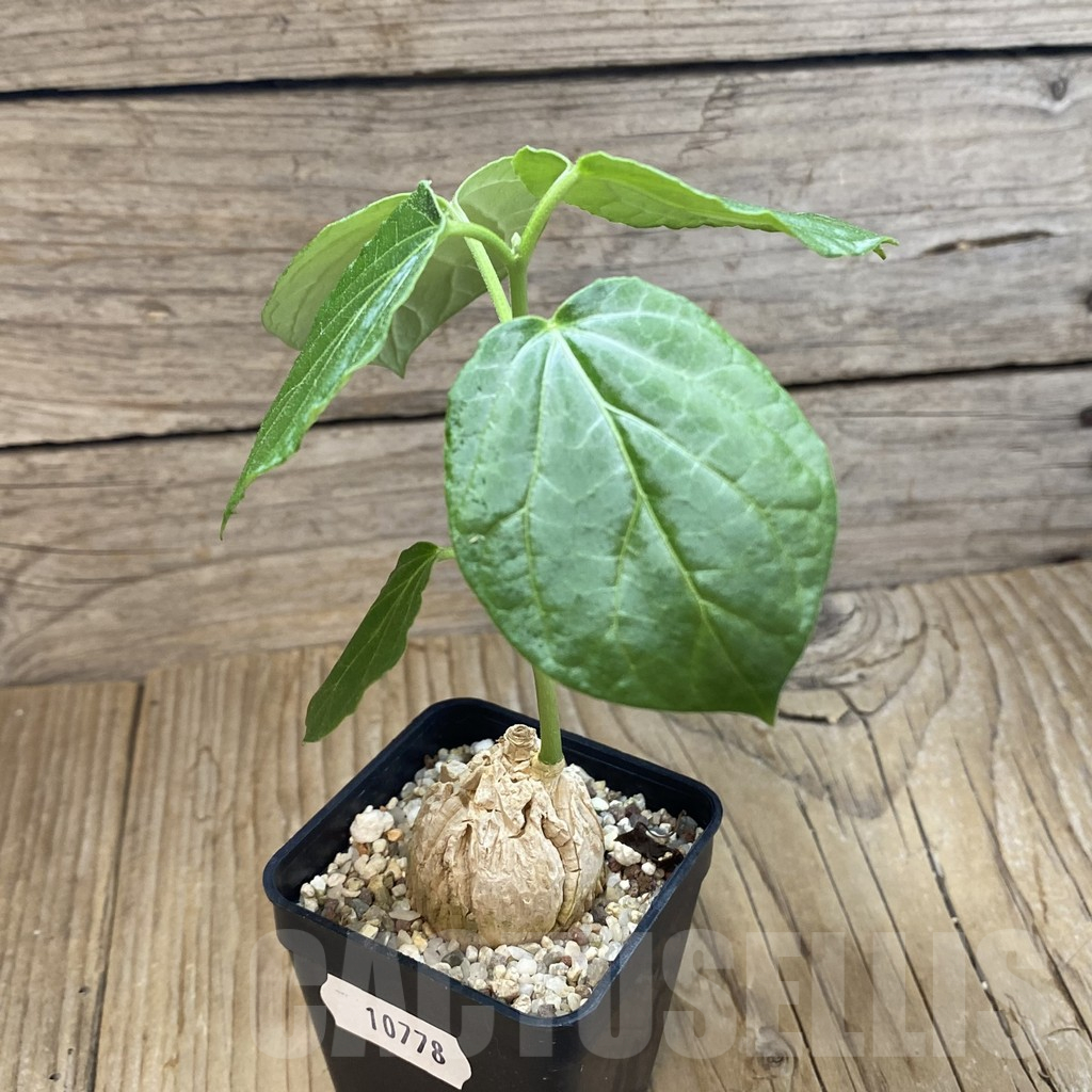 SH10778 Matelea cyclophylla (Gonolobus) - Image 3