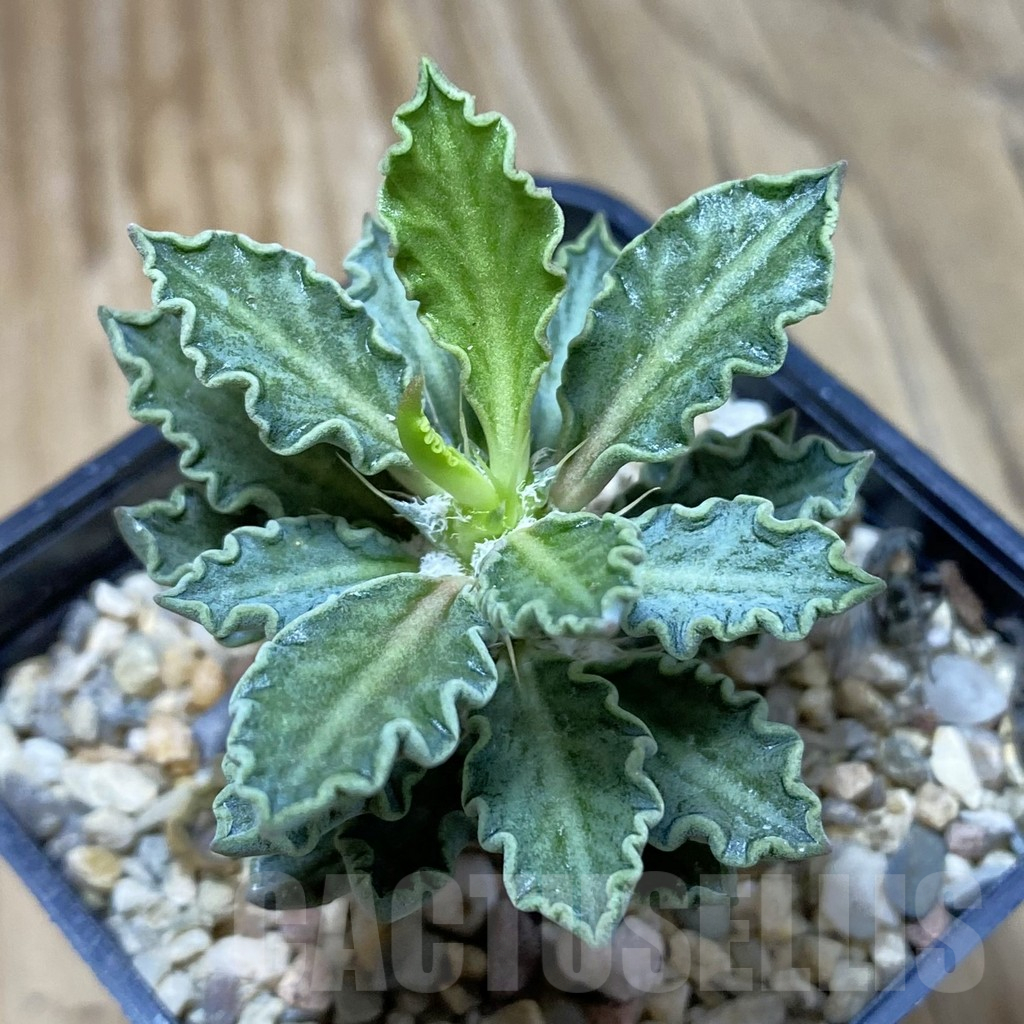 SH10781 Euphorbia tulearensis