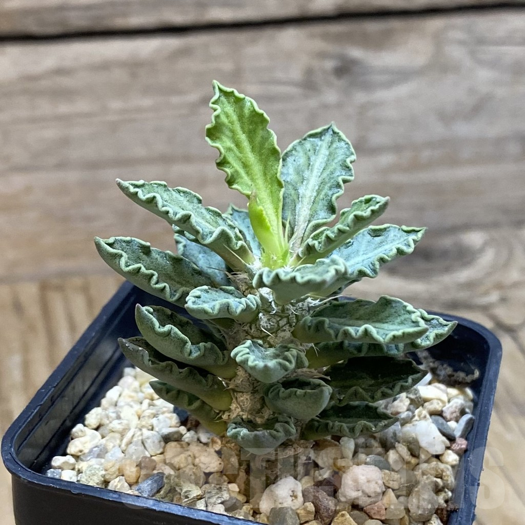 SH10781 Euphorbia tulearensis - Image 2