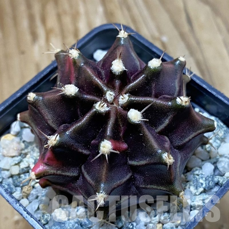SH10743 Gymnocalycium mihanovichii ‘Black Widow’, seedling
