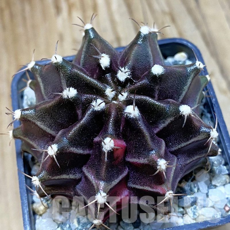 SH10745 Gymnocalycium mihanovichii ‘Black Widow’, seedling