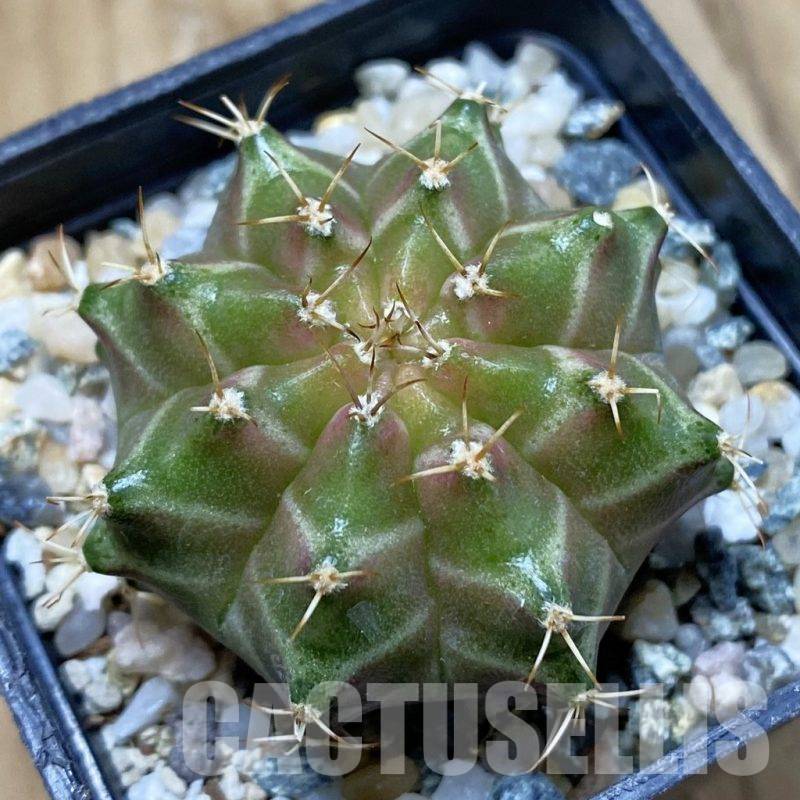 SH10749 Gymnocalycium mihanovichii 'Neon Green', seedling